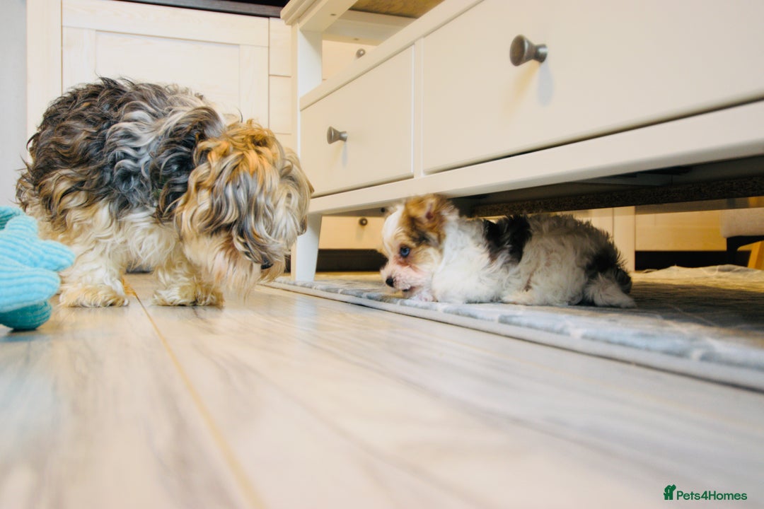 Yorkshire Terrier dogs for sale: ❤️Beautiful blue eyed Yorkshire terrier puppies❤️ - Advert 6