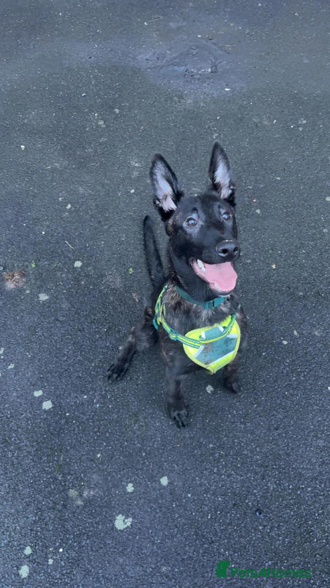 Mixed Breed dogs for sale: Dutch shepard - Advert 1