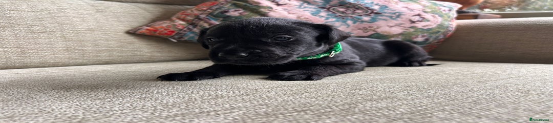 Labrador Retriever Puppy 3