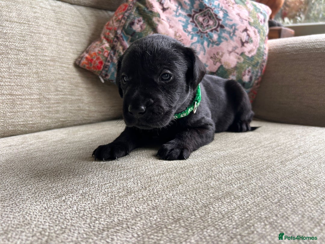 Labrador Retriever dogs for sale: Labradors  - Image 4