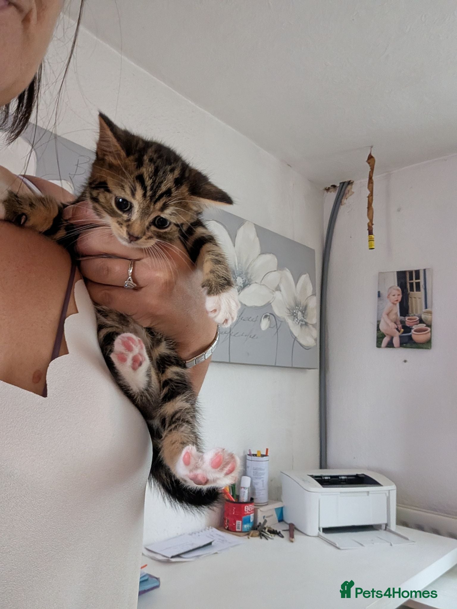 Mixed Breed cats Kittens - Advert 2