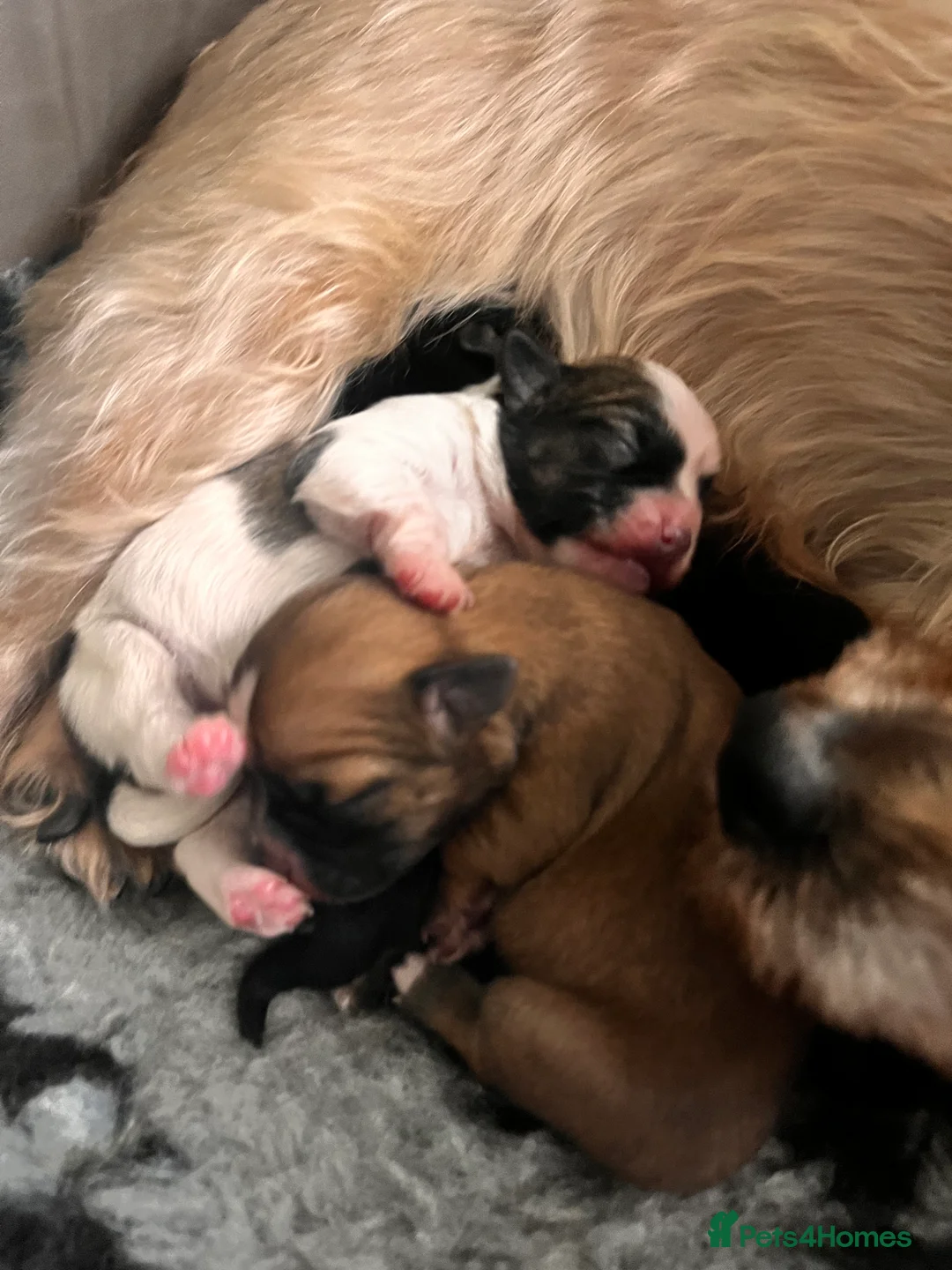 Mixed Breed dogs for sale: Fluffy Toy morkie puppies  - Advert 2