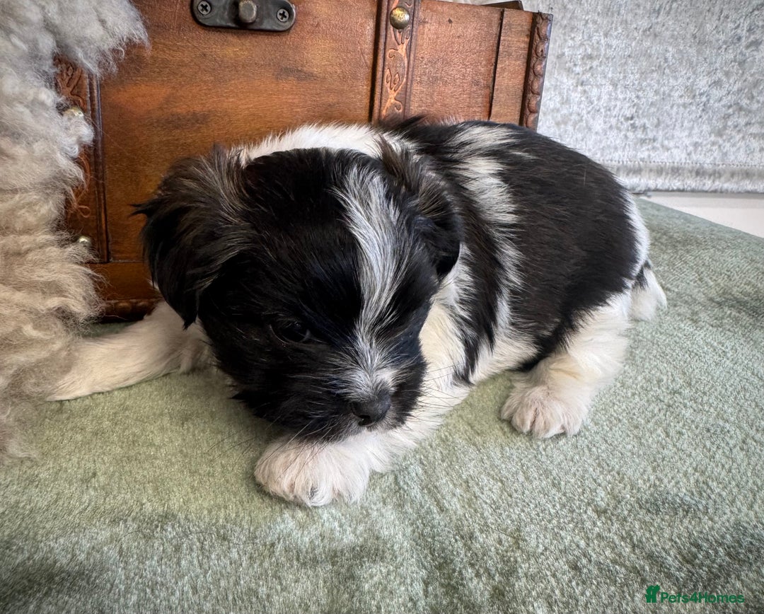 Maltese dogs for sale: Maltese x terrier - Advert 1