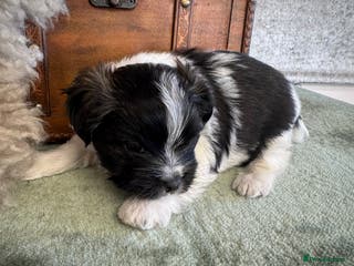 Maltese dogs Maltese x terrier - Advert 3