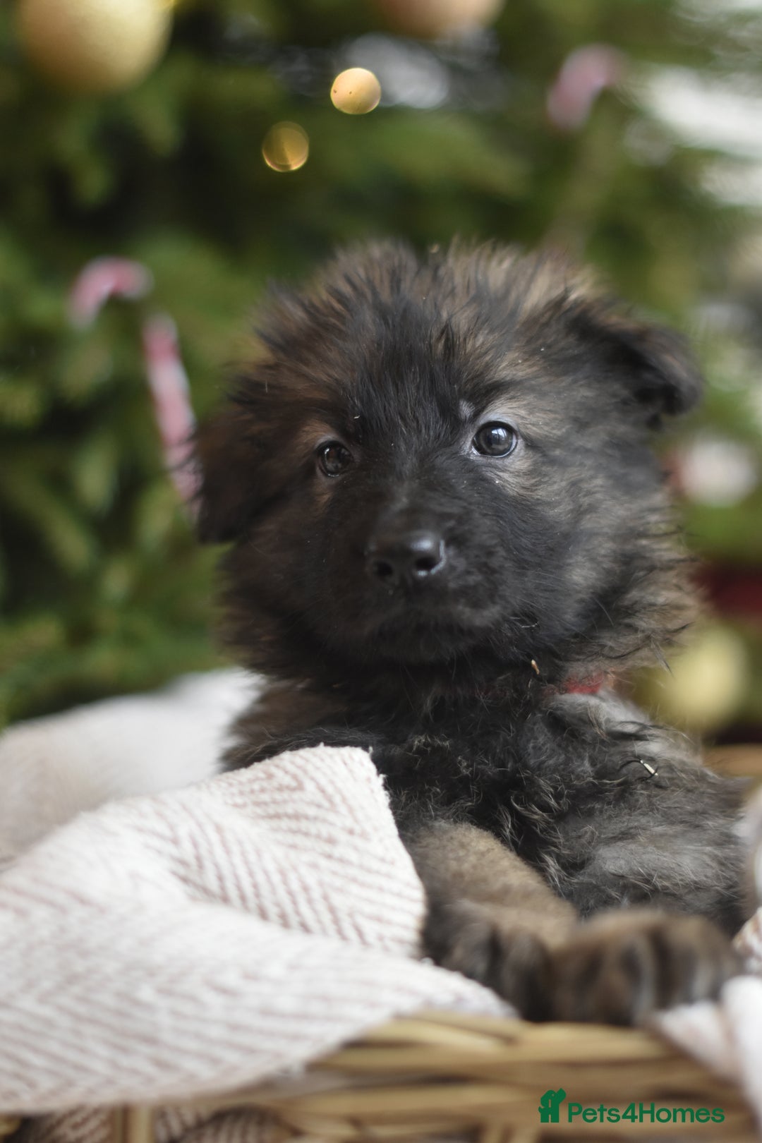 German Shepherd dogs for sale: KC registered 5 generation long coated GSD puppies - Advert 3