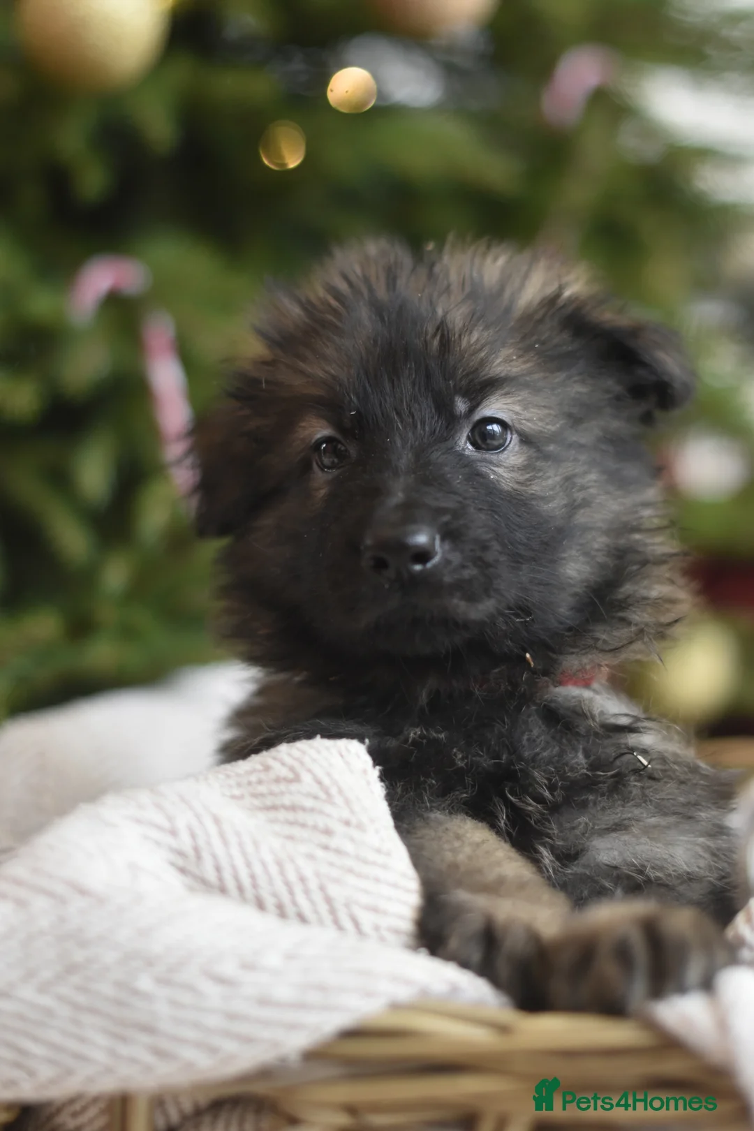 German Shepherd dogs for sale: KC registered 5 generation long coated GSD puppies - Advert 3