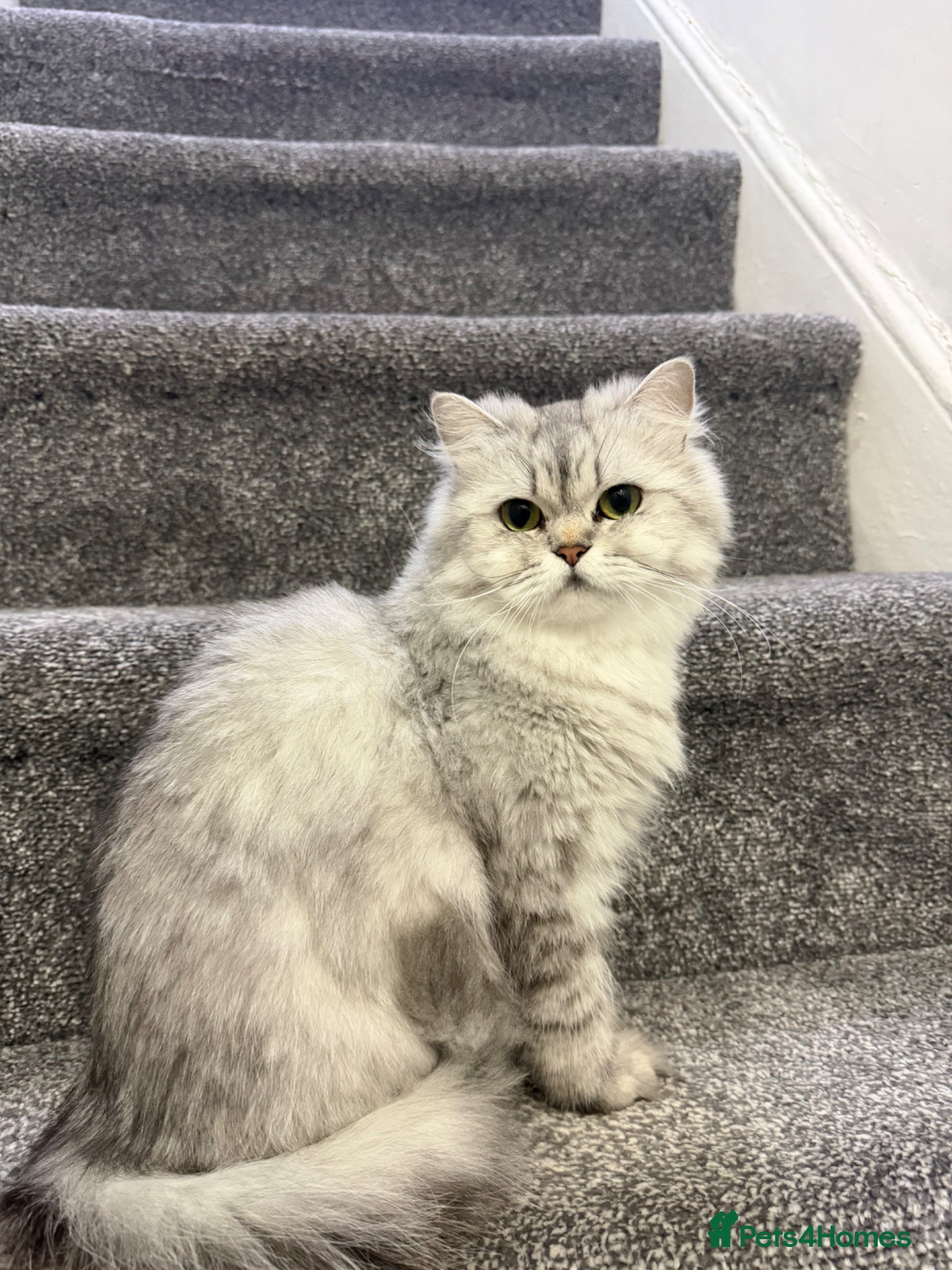 Persian cats Beautiful perian chinchilla  - Advert 1