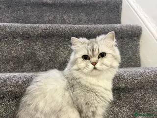 Persian cats Beautiful perian chinchilla - Advert 1