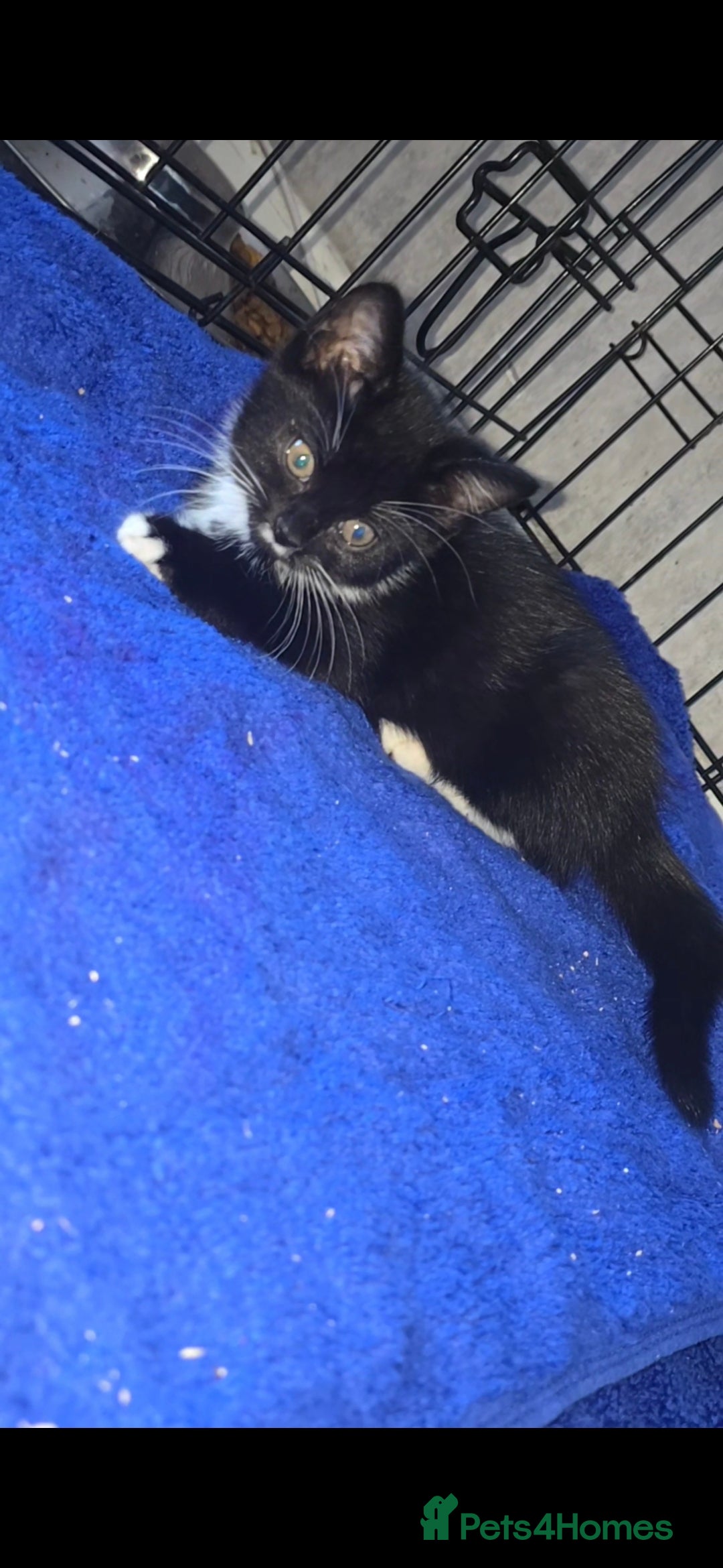 Mixed Breed cats for sale: Beautiful Mixed breed kittens  in Dartford - Image 5