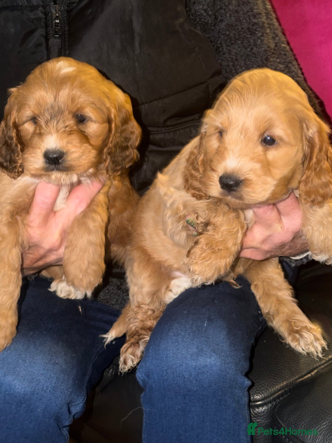 Cockapoo dogs for sale: Cockapoo pups one boy available  - Advert 2