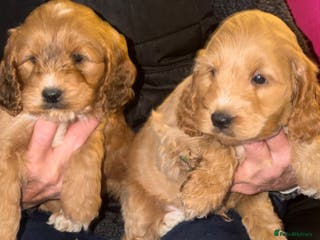 Cockapoo dogs Cockapoo pups - Advert 8