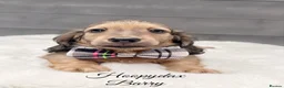 Miniature Dachshund dogs for sale: Miniature dachshund shaded cream longhaired pups - Advert 1