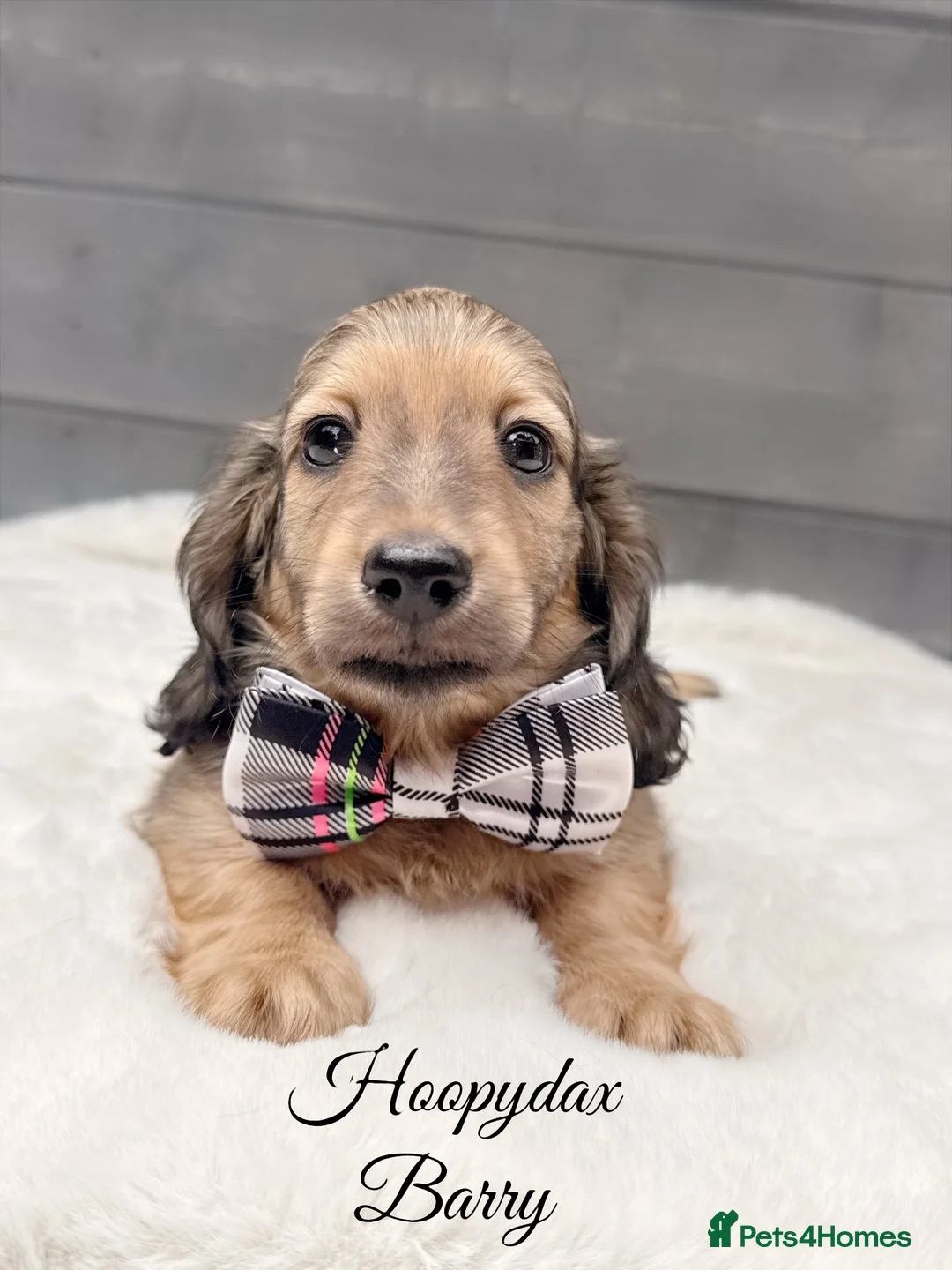 Miniature Dachshund dogs for sale: Miniature dachshund shaded cream longhaired pups - Advert 1