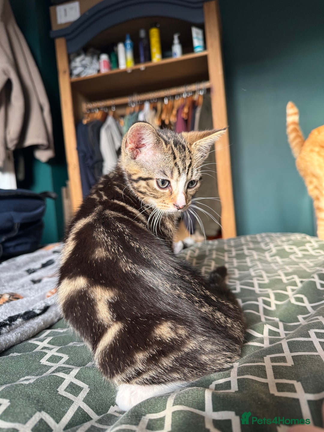 Mixed Breed cats for sale: 2 female kittens for sale - Image 5