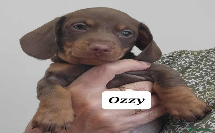Miniature Dachshund dogs - Advert 7