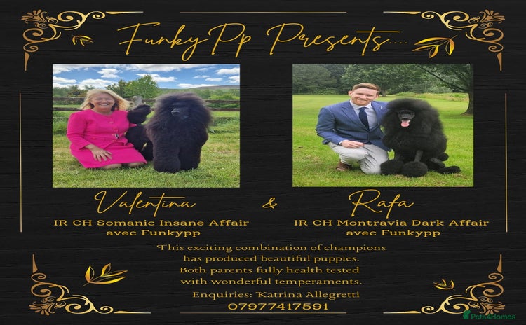 Poodle dogs - Advert 1