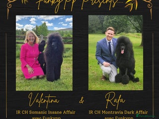 Poodle dogs - Advert 7