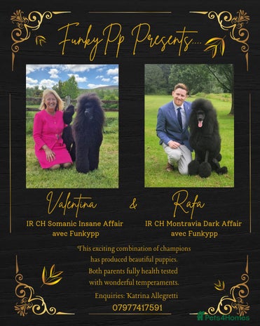 Poodle dogs - Advert 11