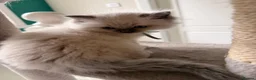 Ragdoll cats for sale: GCCF Ragdoll females excellent pedigree  - Advert 16