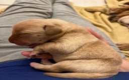 Labrador Retriever dogs for sale: Labrador puppies - Image 10