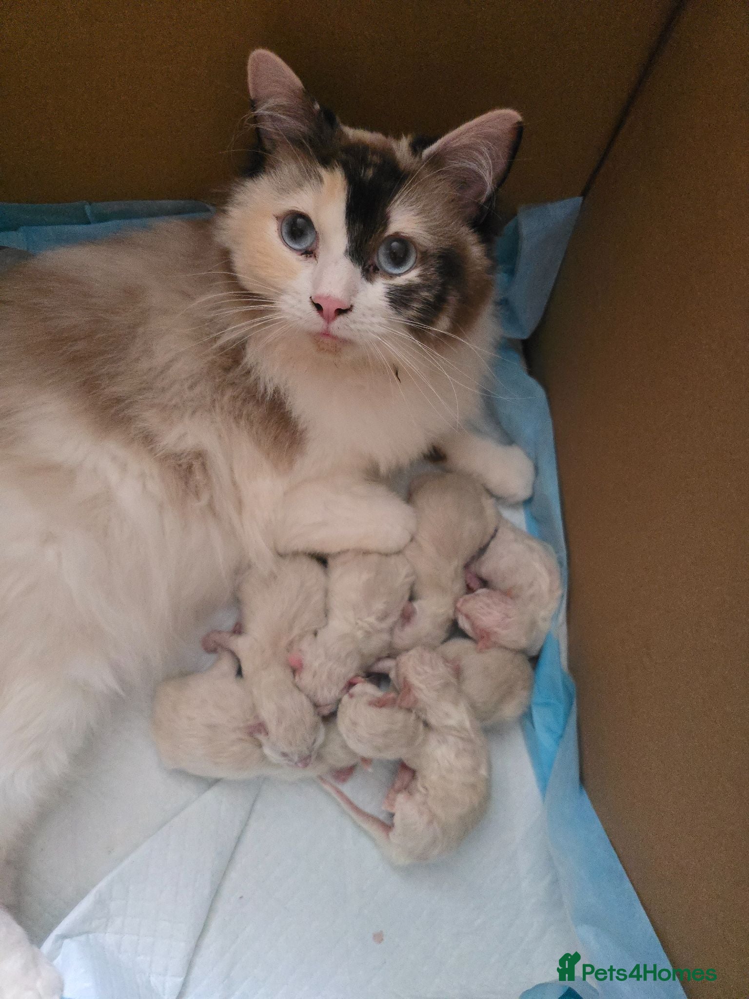 Ragdoll cats 🐾 Beautiful Ragdoll Kittens – 7 Available 🐾 - Advert 1