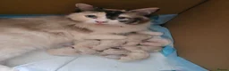 Ragdoll cats for sale: 🐾 Beautiful Ragdoll Kittens – 7 Available 🐾 - Advert 1