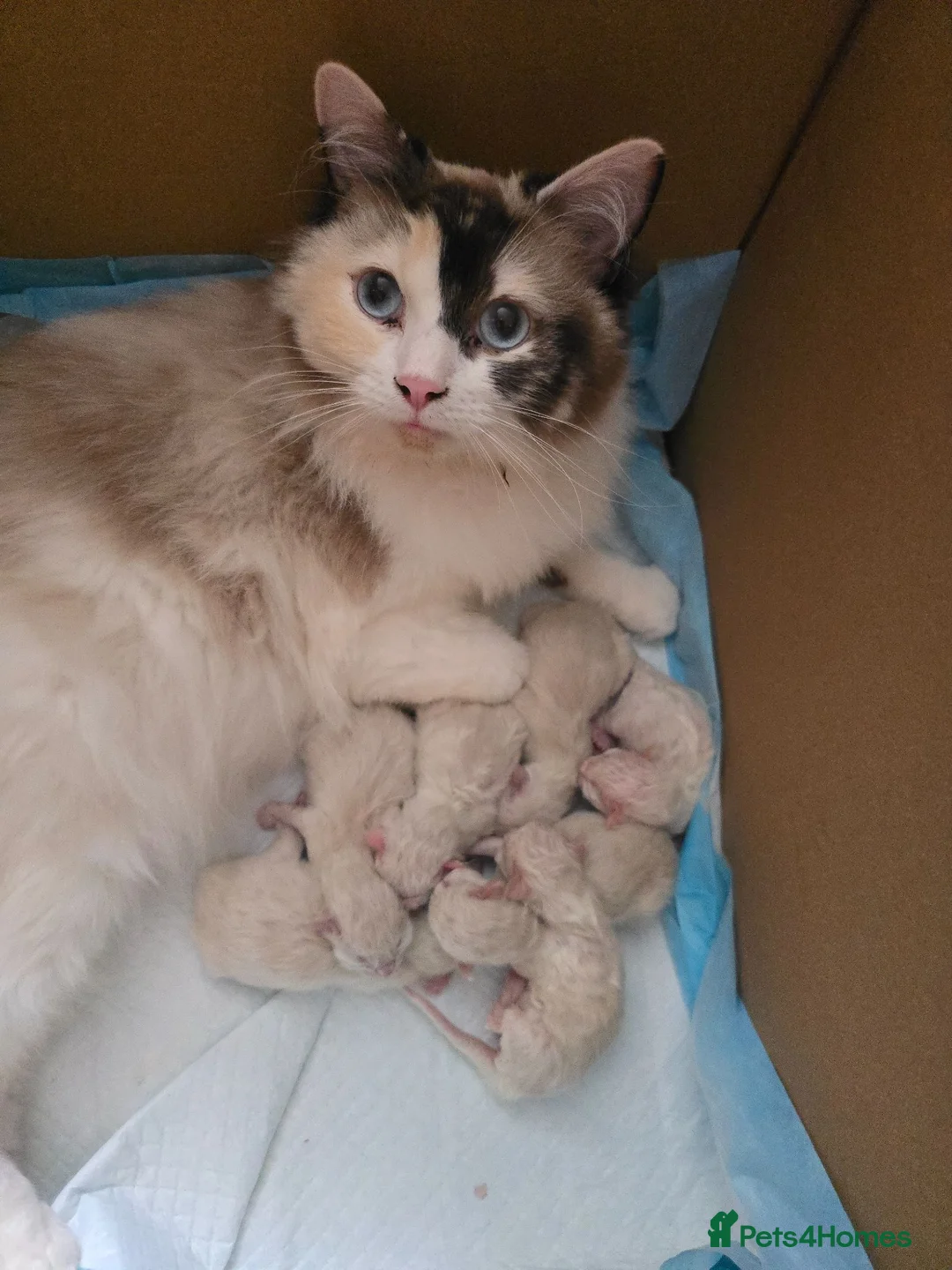 Ragdoll cats for sale: 🐾 Beautiful Ragdoll Kittens – 7 Available 🐾 - Advert 1