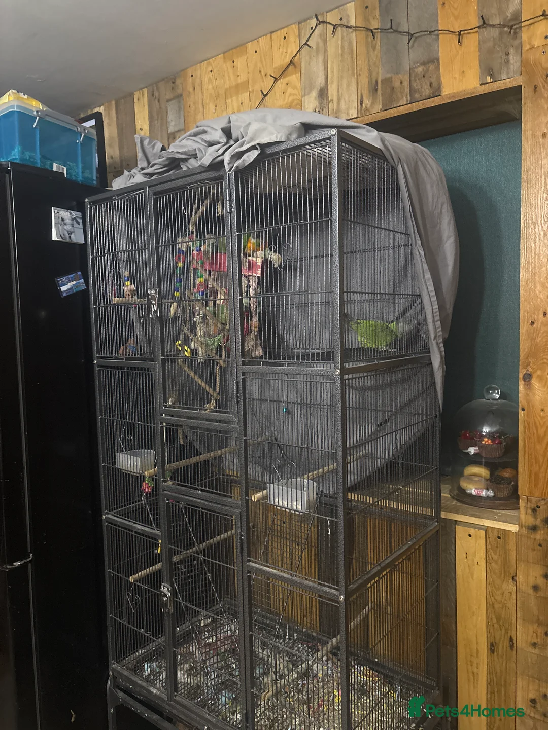 Parrots birds for sale: Breeding pair sadly for sale in Kington - Advert 2