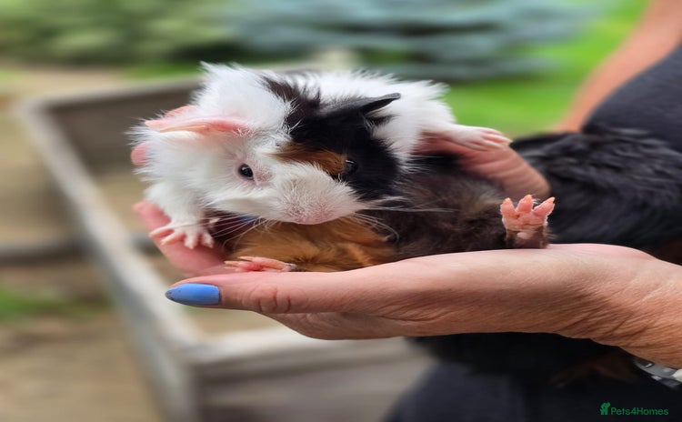 Guinea Pig rodents - Advert 4