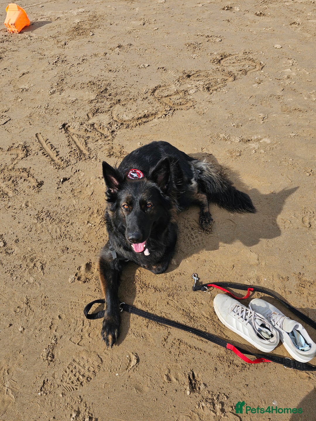 German Shepherd dogs for sale: KC Czech GSD  - Image 13