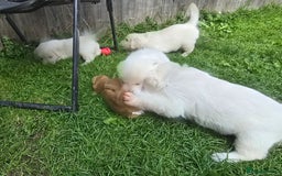 Golden Retriever dogs for sale: Cream Golden Retriever Puppies –Family Raised  - Image 22