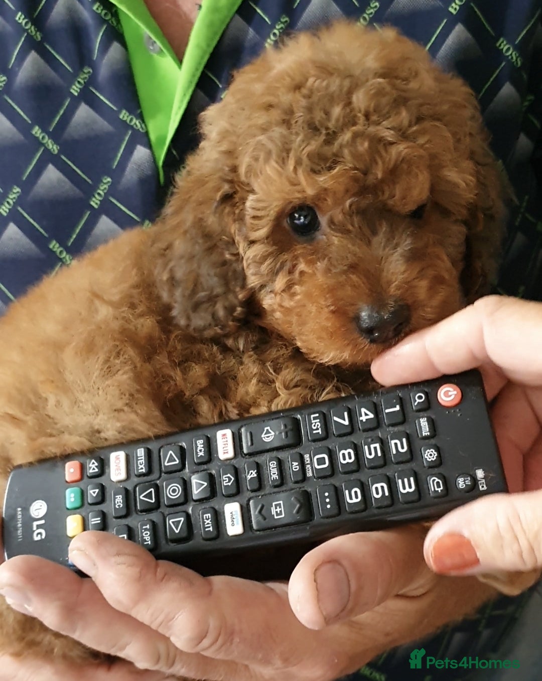 Toy Poodle dogs for sale: KC Toy Poodles, health tested, champion bloodline - Image 7