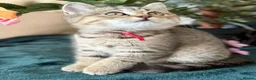 Brazilian Shorthair cats for sale: TIKA  Beautiful British Shorthair Girls - Advert 5