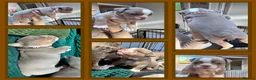Olde English Bulldogge dogs for sale: 8 beautiful and chunky puppies amazing colours 🤩 in Coventry - Advert 25