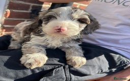 Cockapoo dogs for sale: Adorable Cockerpoo Puppies Ready - Image 1
