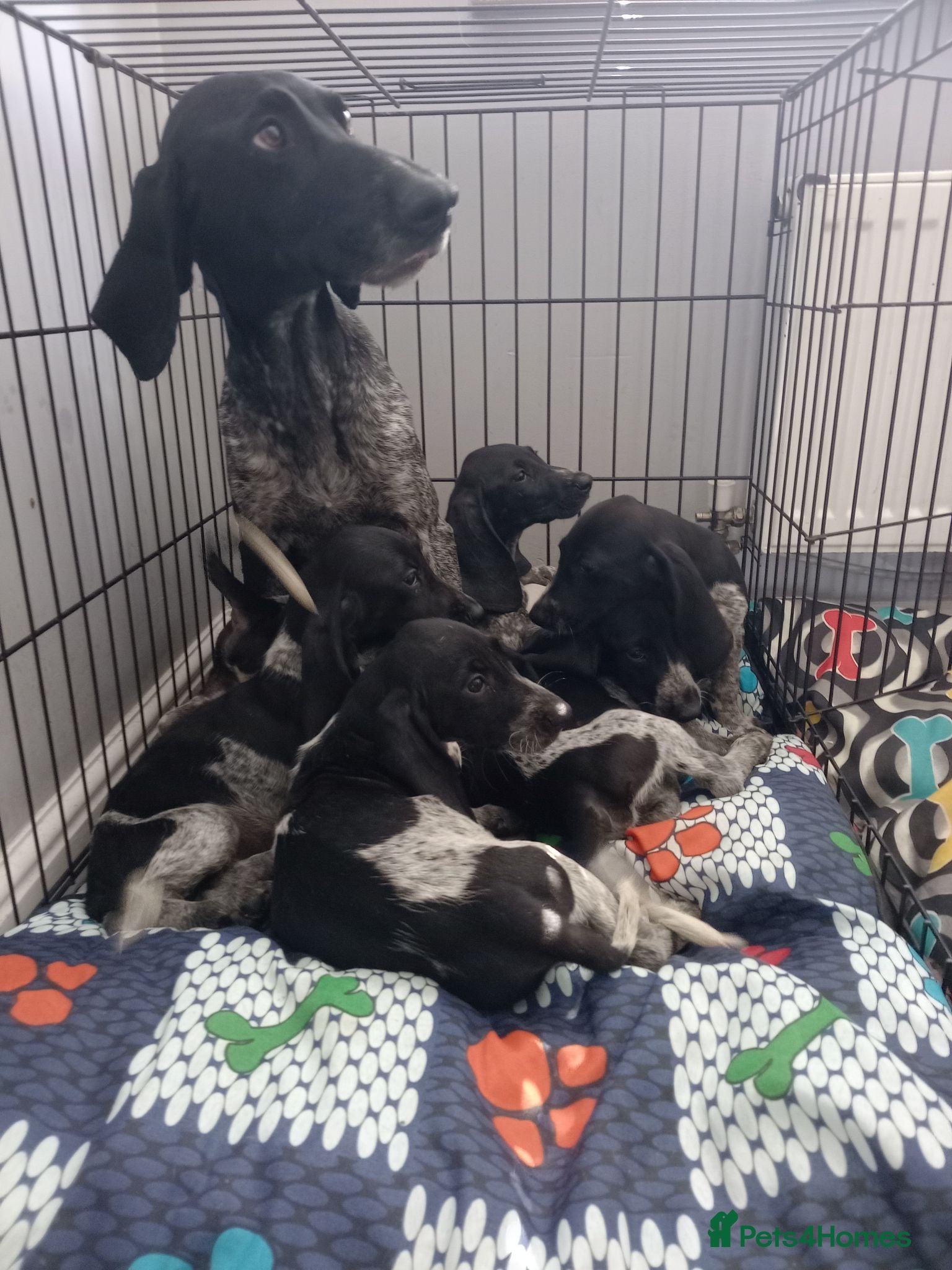 Mixed Breed dogs KC Basset Hound x KC German Shorthaired Pointer  - Advert 1