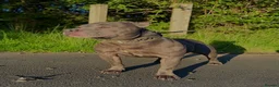 Staffordshire Bull Terrier dogs for sale: Beautiful Blue Staffordshire Bull Terrier Pup - Advert 19