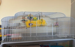 Budgerigars birds for sale: Male Budgie and cage  - Image 4