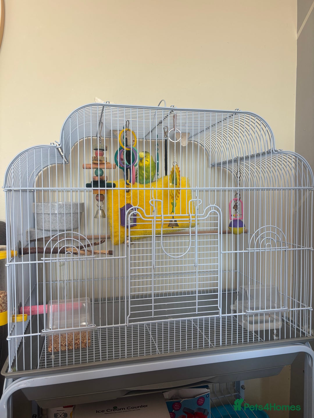 Budgerigars birds for sale: Male Budgie and cage  - Image 4
