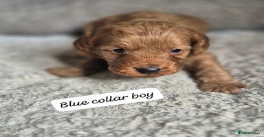 Cockapoo dogs - Advert 14