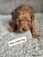 Cockapoo dogs - Advert 12