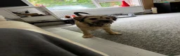 Mixed Breed dogs for sale: Sweet Rocco looking for new home - Advert 15