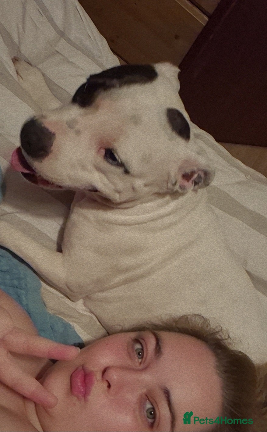 Mixed Breed dogs Staffadors  - Advert 5