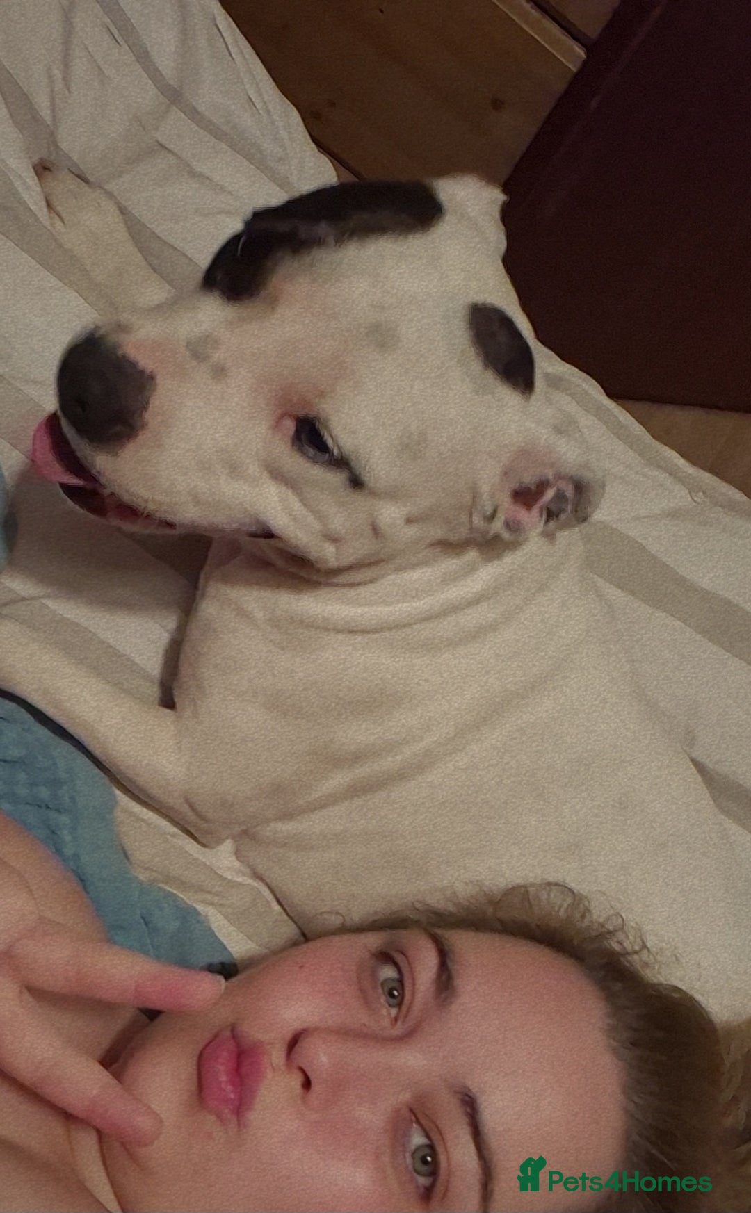 Mixed Breed dogs for sale: Staffadors  - Advert 1