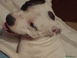 Mixed Breed dogs Staffadors - Advert 4