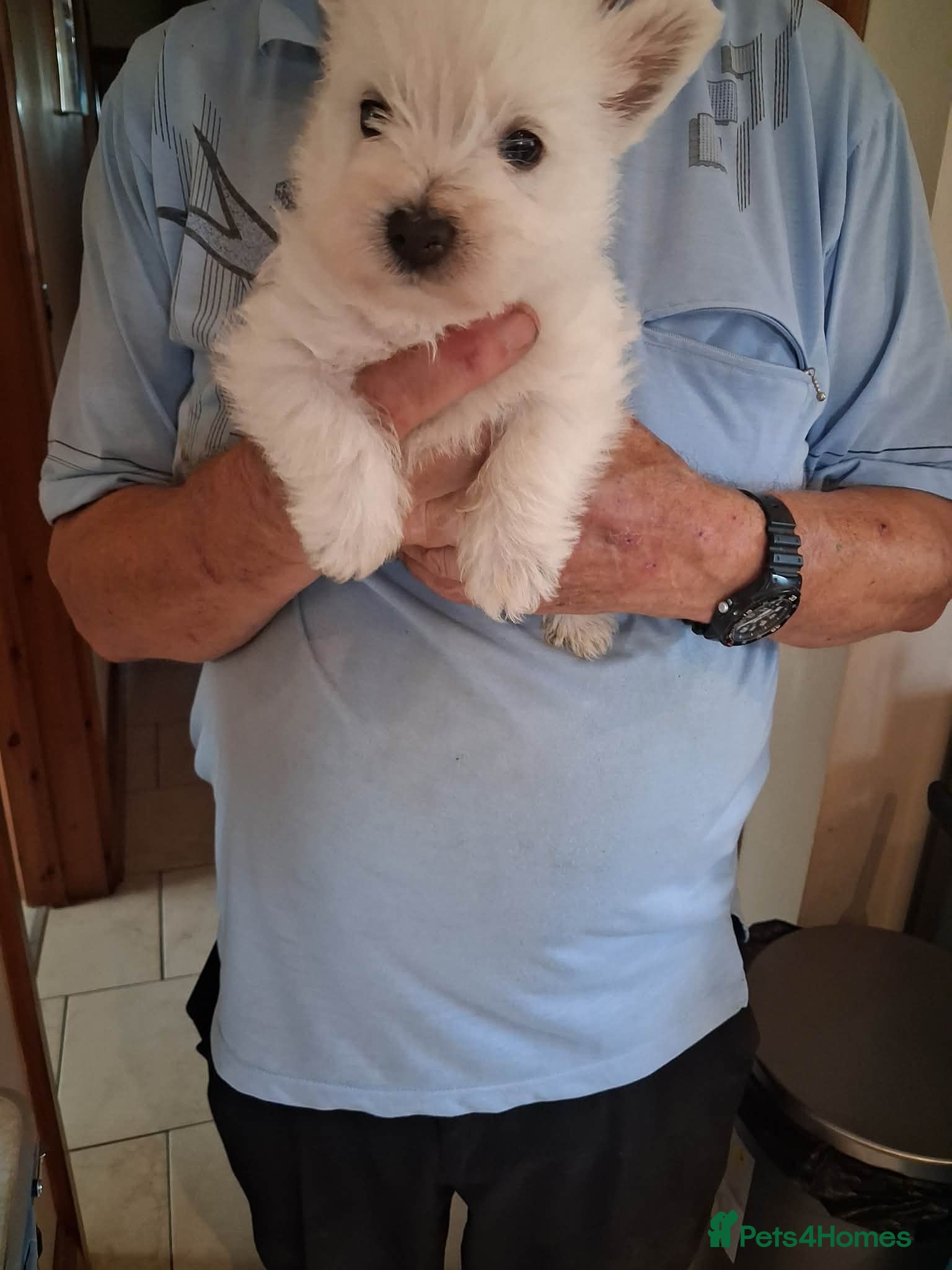 West Highland Terrier dogs 1 quality girl ready now.  - Advert 17