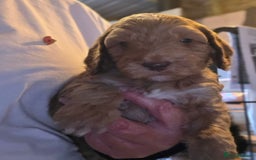 Cockapoo dogs for sale: Cockerpoo puppies F1 stunning colours - Image 27