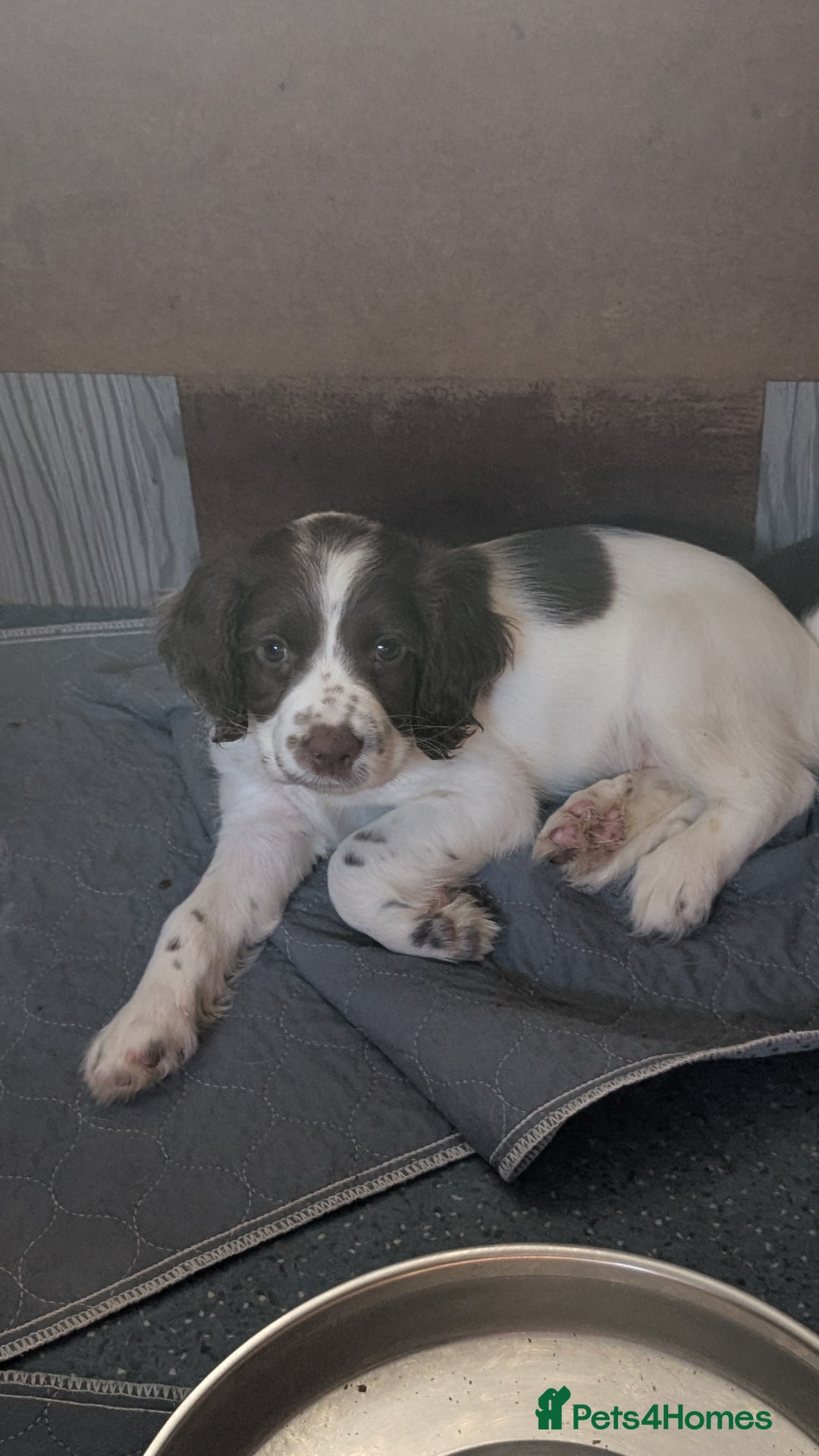 English Springer Spaniel dogs for sale: 2 springer puppies available  - Image 3