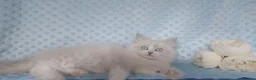 Siberian cats for sale: GCCF Registered Siberian Kitten For Sale  - Advert 13