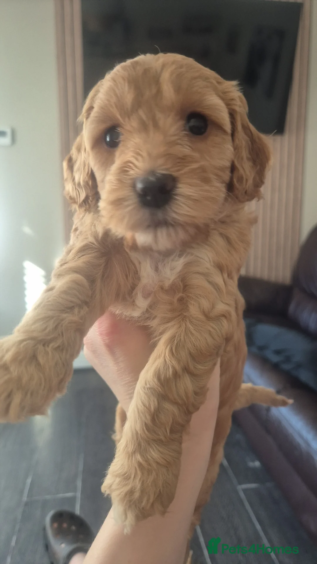 Cockapoo dogs for stud: F1 STUD COCKERPOO  - Advert 14